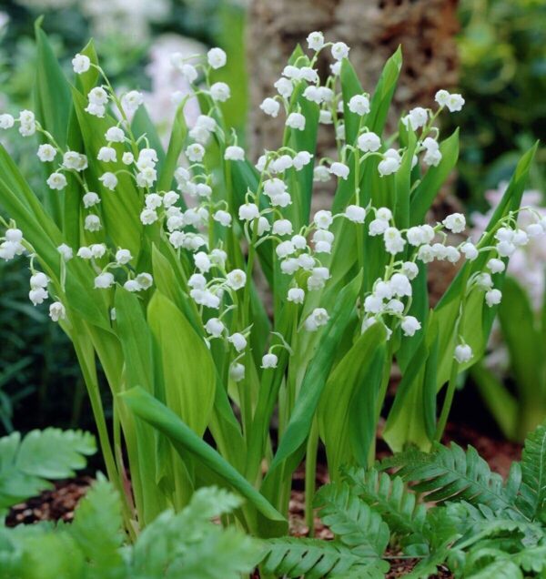 Votaniki White Lily of The Valley - Fragrant, Long Lasting Blooms, Perennial (Convallaria Majalis) Lily of The Valley Bare Root for Planting | Spring Flower, Perfect for Outdoor & Indoor