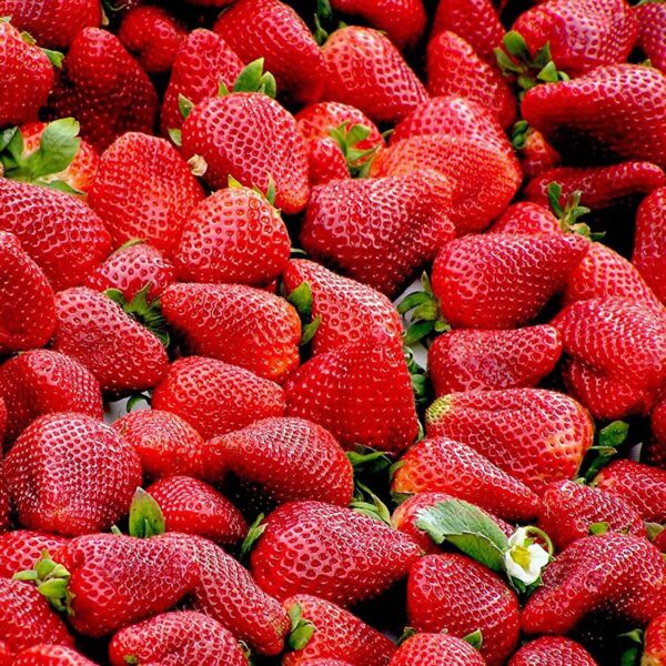 Votaniki Allstar Strawberry Roots for Planting - Juicy, Sweet Strawberries, Strong and Healthy Strawberry Root - Easy to Grow