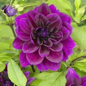 Votaniki Thomas Edison Dahlia Bulbs | Perennial, Large Blooms, Dahlia Flowering Bulbs for Planting - Huge Purple Blooms - Easy to Grow, Perfect for Cut