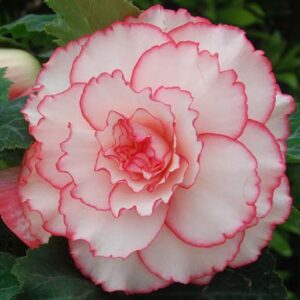 Votaniki Picotee Pink & White Begonia Bulbs - Large Bloom, Perennial, Pink & White Flowering Bulbs for Planting - AmeriHybrid Picotee White Pink, Easy to Grow, Low-Maintenance Flower Plant