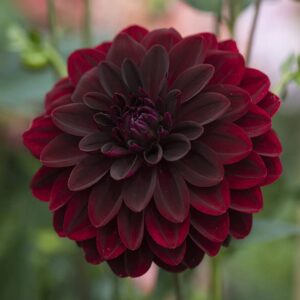 Votaniki Arabian Night Flowering Dahlia Bulbs - Dark, Almost Black, Long-Blooming and Hardy Dahlia Flowering Bulbs | Semi-Double to Double Blooms Arabian Night Dahlia Roots- Perfect for Cutting