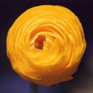 Votaniki Ranunculus Aviv Gold "Persian Buttercup" - Long Lasting Blooms, Perennial Ranunculus Bulbs for Planting | Easy to Grow and Low Maintenance