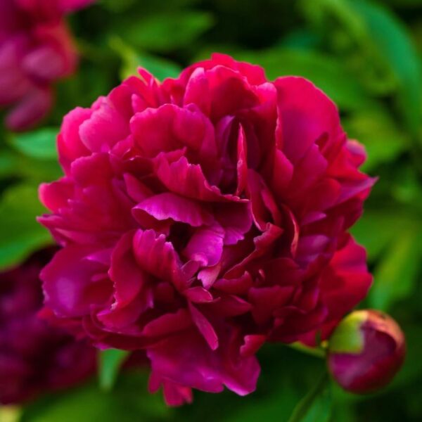 Votaniki Felix Crousse Peony Roots for Planting - Perennial & Fragrant Flowering Plant | Paeonia Lactiflora ‘Felix Crousse’ (Peony) - Easy to Grow