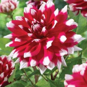 Red Empire Decorative Dahlia Bulbs - Large, Fluffy Blooms for a Stunning Garden Display | Spectacular Color Dahlia Flowering Bulbs for Planting, Easy to Grow and Maintain