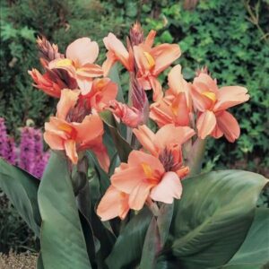 Votaniki Tropical Sunrise Canna Bulbs - Perennial, Long Lasting Flowering Spikes, Canna Lily 'Tropical Sunrise' | Perfect Addition to Any Garden, Easy to Grow