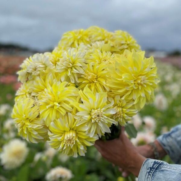 Votaniki Dahlia Decorative 'Hollyhill Lemon Ice' - Perennials, Spectacular Blooms, Dahlia Tubers for Planting | Summer Flowers, Easy to Grow