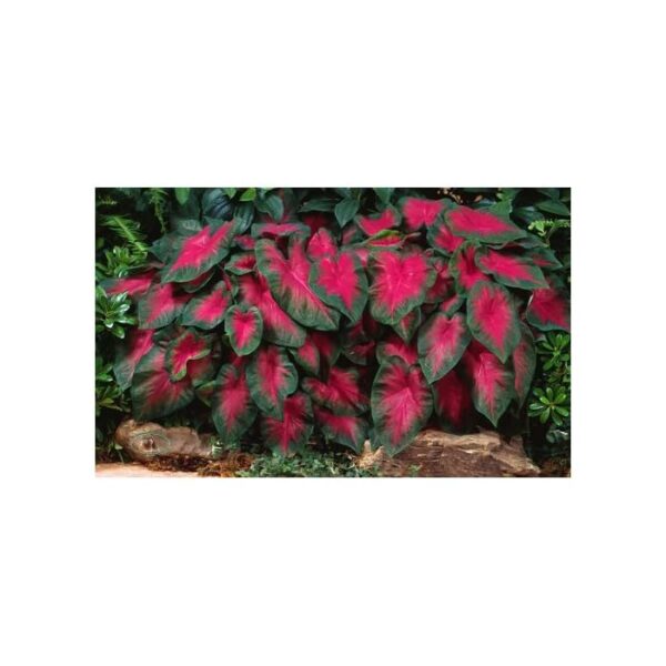 Votaniki Caladium Buck Bulbs for Planting - Elegance for Shady Gardens | Caladium 'Buck' Fancy Leaf, Large Bulbs - Easy to Grow