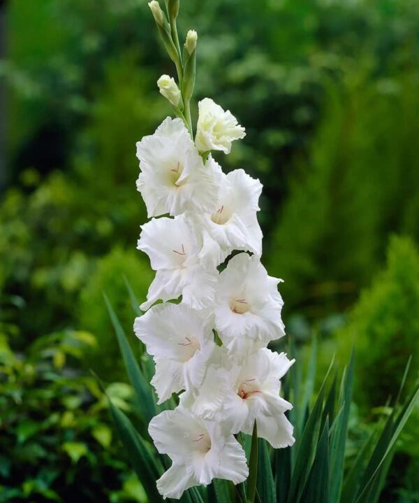 Votaniki Gladiolus Mix Bulbs - Perennial, Large Flowering Gladiolus Bulbs - Red, White, & Blue Gladiolus - Easy to Grow, Perfect for Cut