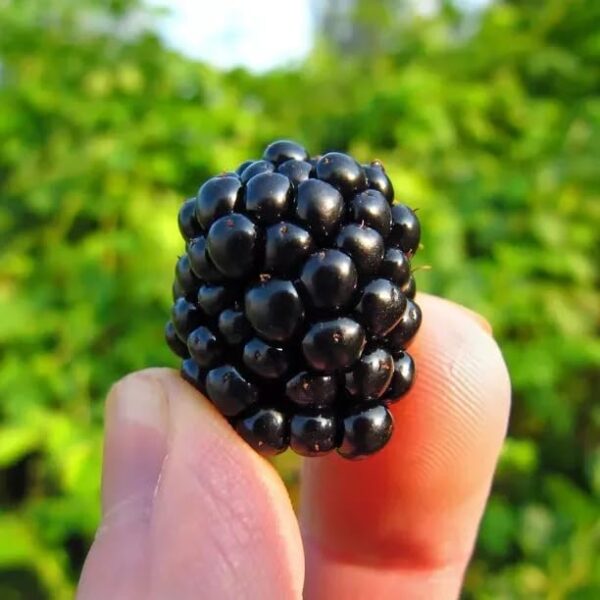 Votaniki Ouachita Thornless BlackBerry - Sweet Berries, Perennial Fruit Plant (Rubus Fruticosus 'Ouachita' PP17162) | Thornless & High Yielding BlackBerry Plant, Easy to Grow