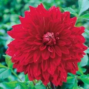 Votaniki Giant Dinnerplate Dahlia The Big Wow - Double Flowers, Dahlia 'The Big Wow' | Dahlia Tubers for Planting - Summer Blooming Perennials, Easy to Grow