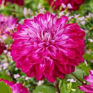 Votaniki Dahlia Decorative 'Merlot Magic' - Perennials, Large Blooms, Dahlia Tubers for Planting | Summer/Fall Flowers, Easy to Grow