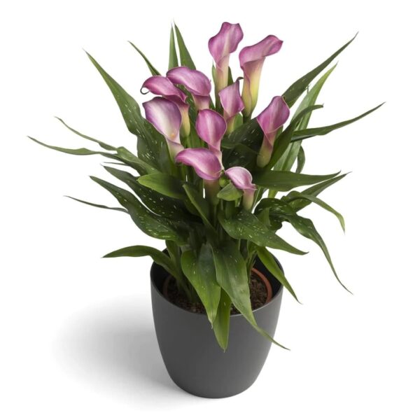 Votaniki Calla Lily Twilight Bulbs - Perennial Calla Lily, Long Lasting Spectacular Blooms | Summer Flowering Bulbs - Easy to Grow and Low Maintenance