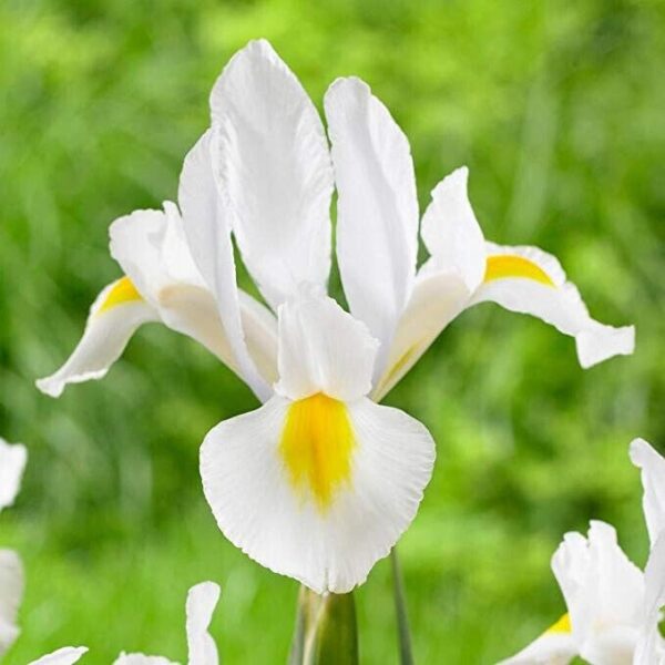 Votaniki Nofa White Dutch iris Bulbs - Hardy Perennial, Nofa White (Iris x hollandica) | Pure White Flowers, Easy to Grow