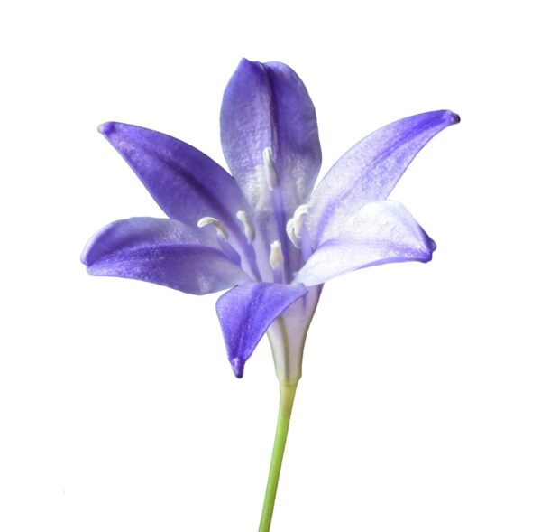 Votaniki Queen Fabiola Triteleia Bulbs - Perennial Flower, Long-Lasting Display | Fragrant Purple-Blue Triteleia Bulbs - Easy to Grow, Perfect for Cut