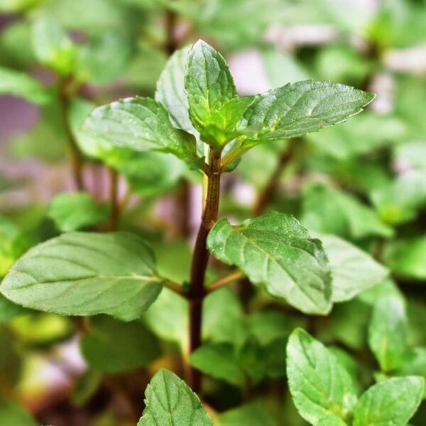 Votaniki Chocolate Mint Plant - Mentha Piperita CV ‘Chocolate Mint’ Live Plant | Fragrant Plant, Perfect for Growing in Containers - Easy to Grow