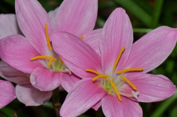 Votaniki Zephyranthes Grandiflora Pink Rain Lily Bulbs for Planting - Perennial Lily Flowering Bulbs | Bloom Multiple Times - Easy to Grow