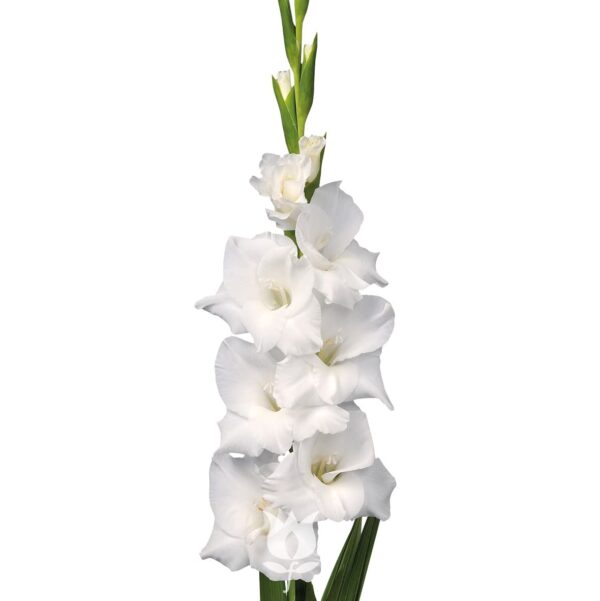 Votaniki Snowdon Gladiolus Bulbs - Large Flower, Versatile, Perennial Gladiolus Bulbs for Planting - Low Maintance & Easy to Grow