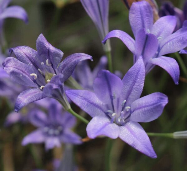 Votaniki Queen Fabiola Triteleia Bulbs - Perennial Flower, Long-Lasting Display | Fragrant Purple-Blue Triteleia Bulbs - Easy to Grow, Perfect for Cut