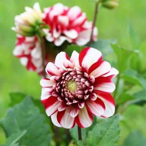 Votaniki Dahlia Jamaica Tuber - Long Lasting Blooms, Perennial Dahlia | Stunning Blooms All Summer Long - Perfect Addition to Garden