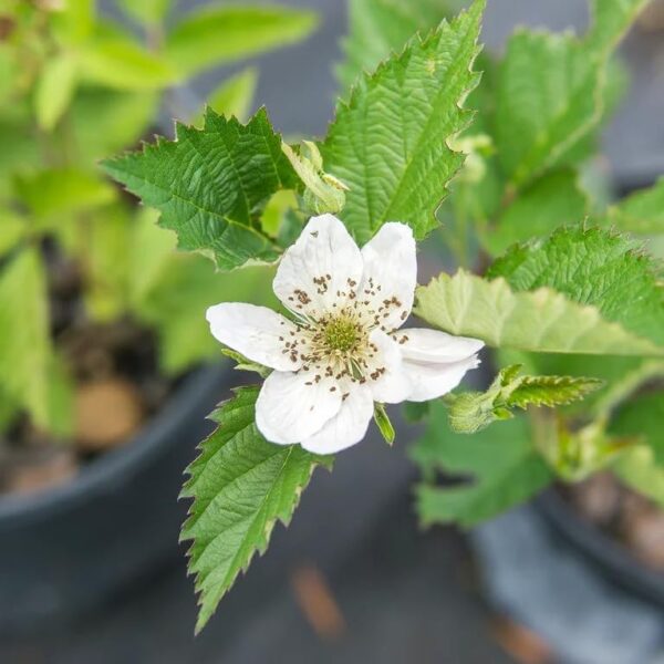 Votaniki Ouachita Thornless BlackBerry - Sweet Berries, Perennial Fruit Plant (Rubus Fruticosus 'Ouachita' PP17162) | Thornless & High Yielding BlackBerry Plant, Easy to Grow