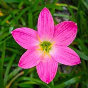 Votaniki Zephyranthes Grandiflora Pink Rain Lily Bulbs for Planting - Perennial Lily Flowering Bulbs | Bloom Multiple Times - Easy to Grow