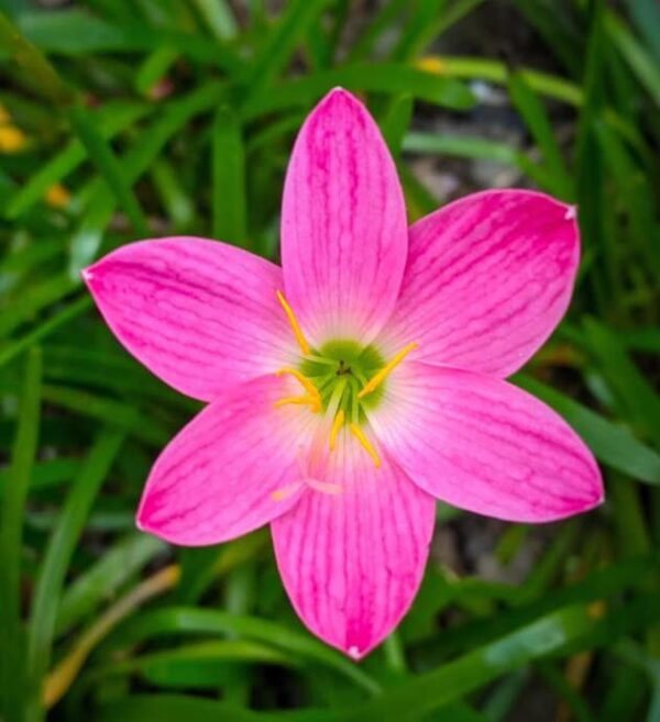 Votaniki Zephyranthes Grandiflora Pink Rain Lily Bulbs for Planting - Perennial Lily Flowering Bulbs | Bloom Multiple Times - Easy to Grow