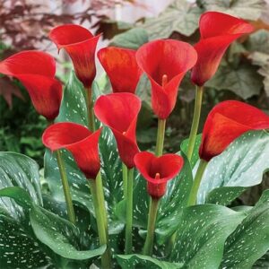 Votaniki Red Calla Lily Bulbs - Long Lasting Blooms, Perennial Hybrid Calla Lilies Red Alert | Perfect Addition to Any Garden - Easy to Grow