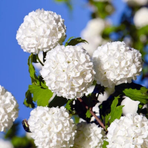 Votaniki Viburnum Japanese Snowball Bush 1-2 Ft Plant - White Fragrant Blooms, Perennial Flowering Plant | Easy-to-Grow and Low-Maintenance