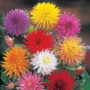 Votaniki Decasplit Cactus Dahlia Mix Tubers - Perennial, Showy Flowers, Long Lasting Blooms | (Dahlia Cactus 'Mix') Dahlia Tubers, Easy to Grow