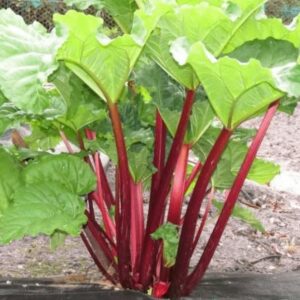 Votaniki Victoria Rhubarb Crown - Perennial Rhubarb Crown Ready to Plant | Easy to Grow, Comes Back Every Year