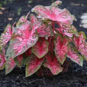 Votaniki Gypsy Rose Caladium - Large Leaf Perennial Caladium Bulbs | Pink Veins with Green Blotches, Easy to Grow and Low Maintenance