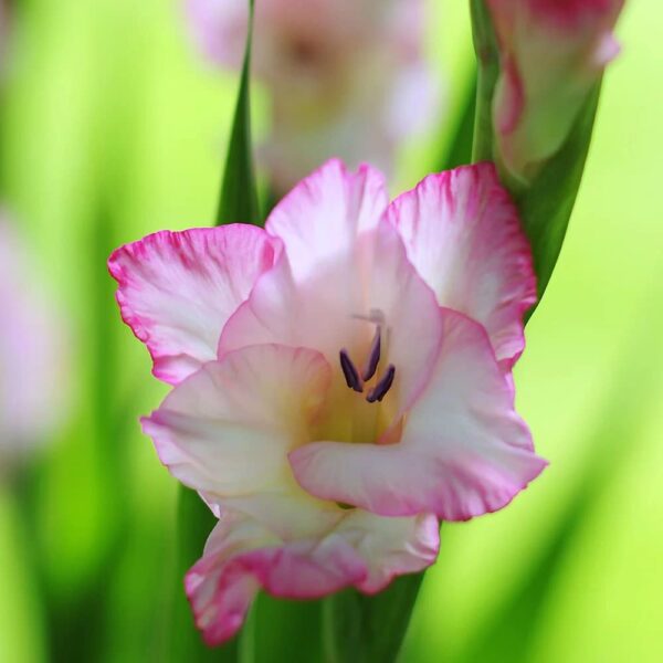 Votaniki Priscilla Gladiolus Bulbs - Stunning Show of Multiple Gladiolus Blooms - Perennial Large Flower Bulbs for Planting - Low Maintenance & Easy to Grow