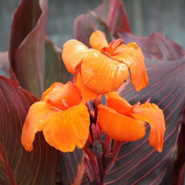 Votaniki Wyoming Canna Lily Bulbs for Planting - Perennial Lily, Long Lasting Bloom | Orange Flowering Canna Lily Bulbs - Easy to Grow, Perfect for Cut