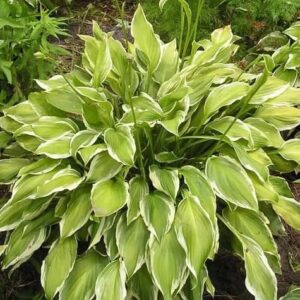 Votaniki Hosta Variegated Leaf Bare Root #1 - Hardy Perennial, Hosta Bare Root for Planting | Perfect for Shade Gardens, Woodland Landscapes, Border Plantings & Container Gardens