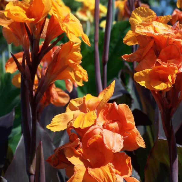 Votaniki Wyoming Canna Lily Bulbs for Planting - Perennial Lily, Long Lasting Bloom | Orange Flowering Canna Lily Bulbs - Easy to Grow, Perfect for Cut