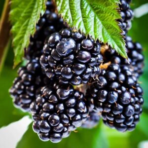 Votaniki Ouachita Thornless BlackBerry - Sweet Berries, Perennial Fruit Plant (Rubus Fruticosus 'Ouachita' PP17162) | Thornless & High Yielding BlackBerry Plant, Easy to Grow