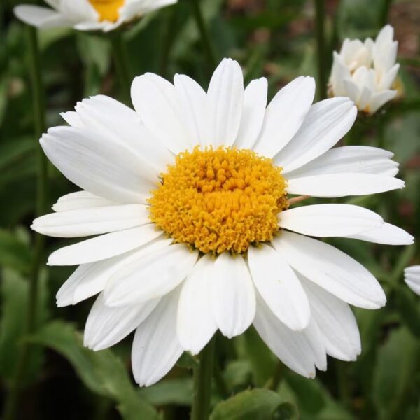 Votaniki Leucanthemum x Superbum ‘Snowcap’ (Shasta Daisy) - Perennials, White Snowcap Shasta Daisy Plants 2 Inch Pot | Summer Flowers, Easy to Grow & Low Maintenance