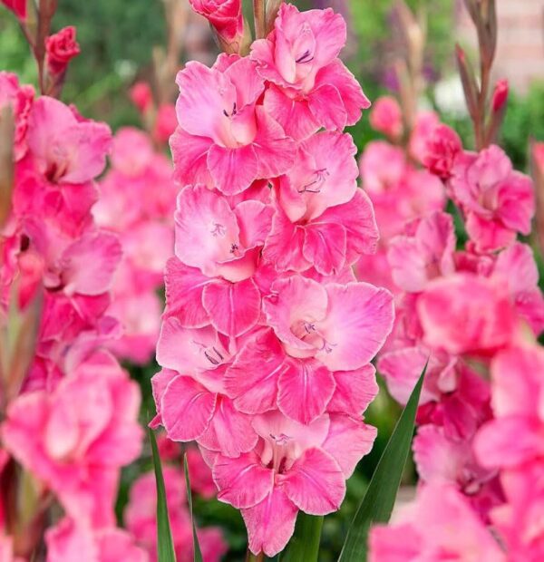 Votaniki Pink Event Gladiolus Bulbs - Perennial, Long Lasting Blooms, Attractive Flowers, Pink Color Gladiolus | Summer Flowering Bulbs, Easy to Grow