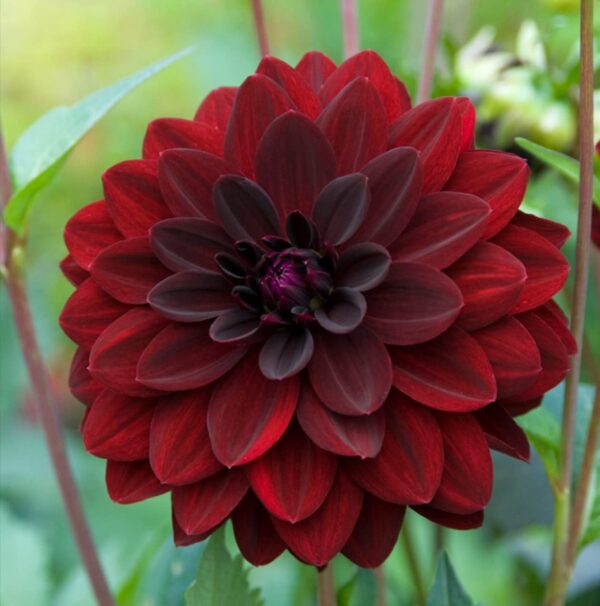 Votaniki Arabian Night Flowering Dahlia Bulbs - Dark, Almost Black, Long-Blooming and Hardy Dahlia Flowering Bulbs | Semi-Double to Double Blooms Arabian Night Dahlia Roots- Perfect for Cutting