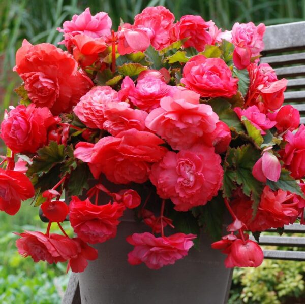 Votaniki Odorata Pink Delight Begonia - Perennial, Large & Fragrant Flowers, Begonia 'Pink Delight' Large Bulbs | Summer Flowering Pink Color Begonia Bulbs, Easy to Grow