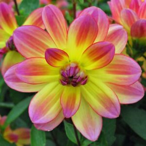 Votaniki Pacific Ocean Dahlia Roots- Beautiful Flowering Dahlia Bulbs - Long Period Blooming Dahlia Roots - Easy to Grow