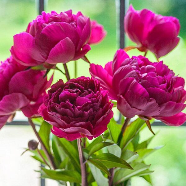 Votaniki Felix Crousse Peony Roots for Planting - Perennial & Fragrant Flowering Plant | Paeonia Lactiflora ‘Felix Crousse’ (Peony) - Easy to Grow