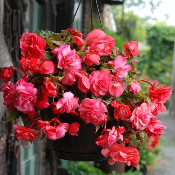 Votaniki Odorata Pink Delight Begonia - Perennial, Large & Fragrant Flowers, Begonia 'Pink Delight' Large Bulbs | Summer Flowering Pink Color Begonia Bulbs, Easy to Grow