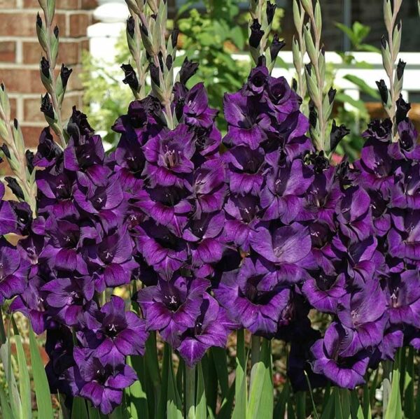 Votaniki Purple Flora Gladiolus Bulbs - Vibrant Blooms, Perennial Purple Flora Gladiolus Bulbs for Planting - Long Lasting Blooms - Fast Growing & Low Maintenance