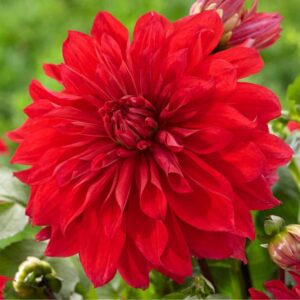 Dahlia Dinnerplate Babylon Red - Dahlia Tubers for Planting, Easy to Grow Dahlia Bulbs, Large Double Blooms Dahlia