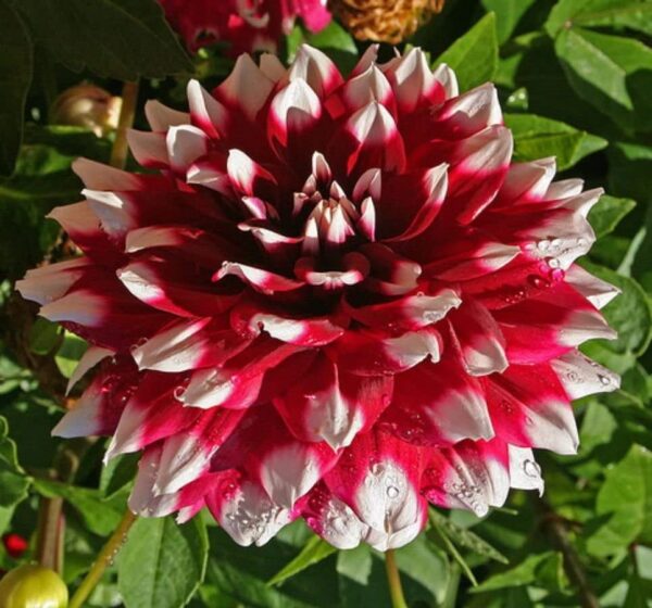 Red Empire Decorative Dahlia Bulbs - Large, Fluffy Blooms for a Stunning Garden Display | Spectacular Color Dahlia Flowering Bulbs for Planting, Easy to Grow and Maintain