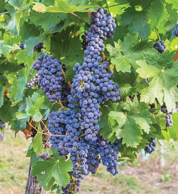 Votaniki Mars Seedless Grape Bare Root - Perennial Grape, Hardy and Long-Lived | Fast-Growing Grape Bare Root for Planting