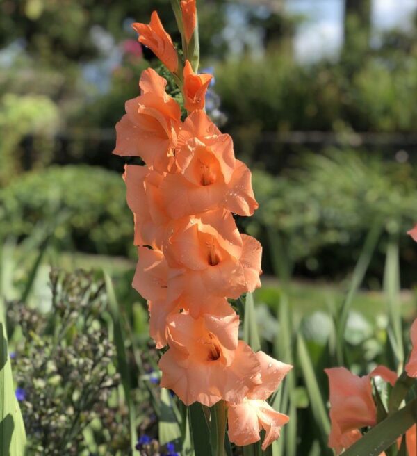 Votaniki Ibadan Gladiolus Bulbs - Hardy Perennial, Large Blooms, Salmon Color Flowers | Gladiolus Flower Bulbs, Burst of Color and Elegance - Easy to Grow