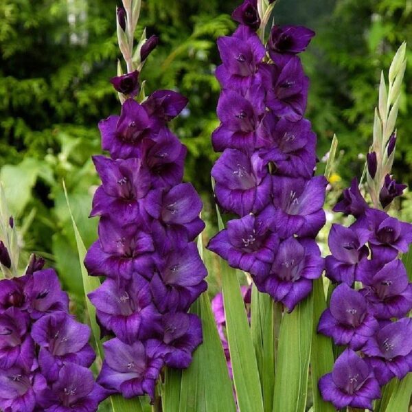 Votaniki Purple Flora Gladiolus Bulbs - Vibrant Blooms, Perennial Purple Flora Gladiolus Bulbs for Planting - Long Lasting Blooms - Fast Growing & Low Maintenance