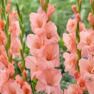 Votaniki Sugar Babe Gladiolus - Attractive Flowers, Perennial Gladiolus Flower Bulbs | Summer Flowering Bulbs for Gardens, Sword Lily - Easy to Grow